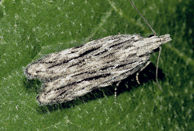 7 Gelechiidae - Anarsia lineatella